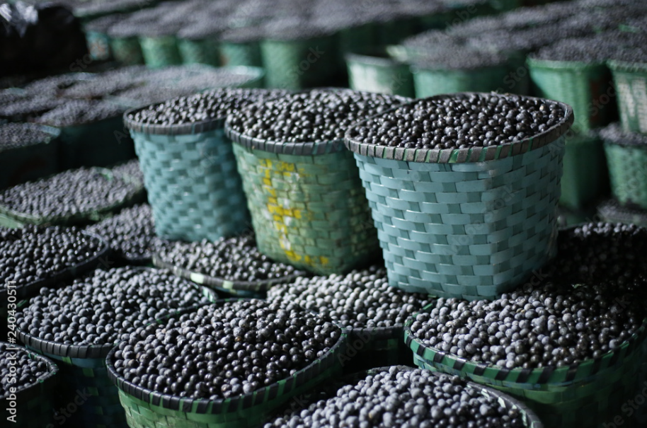 Ouro Verde: Tecnologia Ertec Impulsiona a Produção de Açaí no Amazonas e Desafia a Entressafra