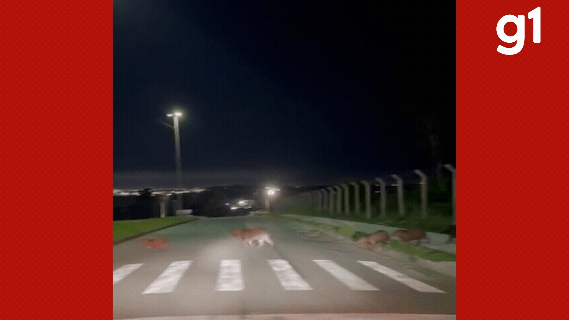 A Convivência Inesperada: Capivaras em Cuiabá e os Desafios da Urbanização Regional