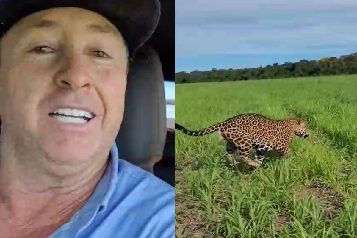 Onças-Pintadas e o Limite da Convivência: O Alerta Silencioso do Agronegócio em MT