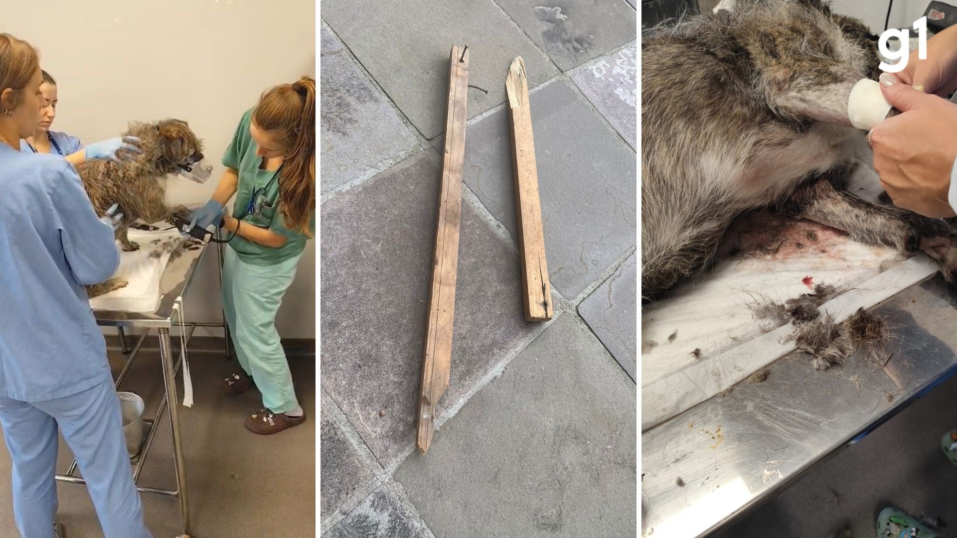 Agressão a Cão Comunitário em Caxias do Sul: Um Espelho da Fragilidade Social e da Responsabilidade Coletiva