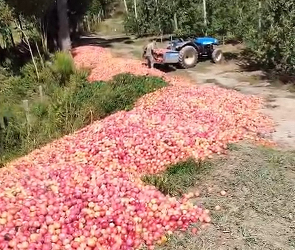 Crise Silenciosa: Descarte de 50 Toneladas de Ameixa em SC Ameaça a Sustentabilidade Agrícola Regional