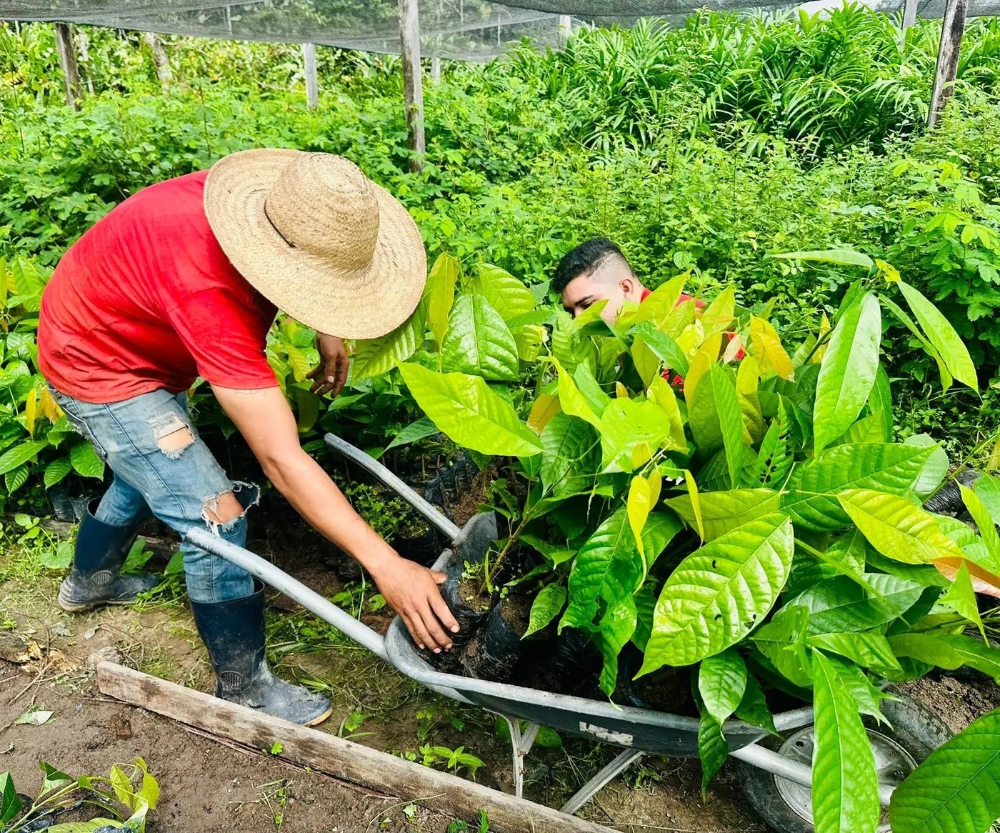 O Renascimento do Cacau no Amapá: Potencial Econômico para a Região Norte