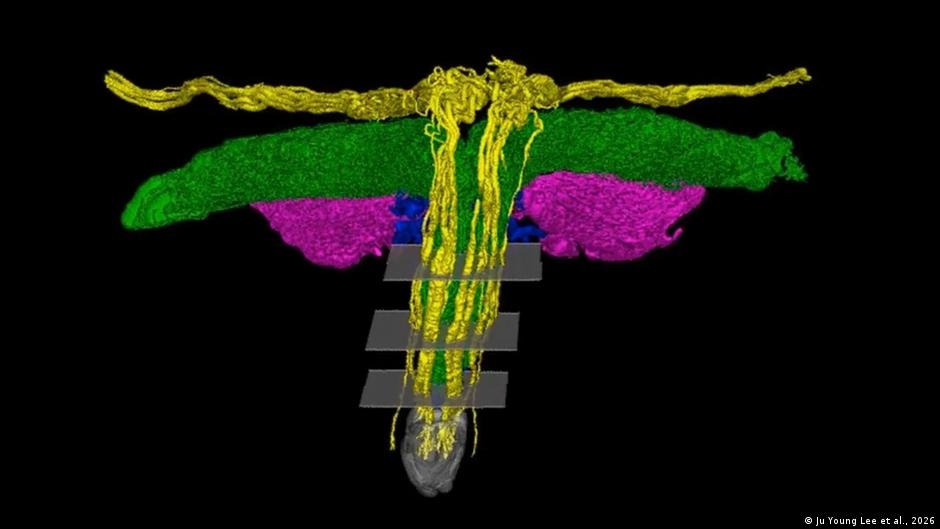 Imagens 3D Avançadas Revelam a Rede Neural Intrincada do Clitóris, Expondo a Lacuna de Gênero na Ciência Médica