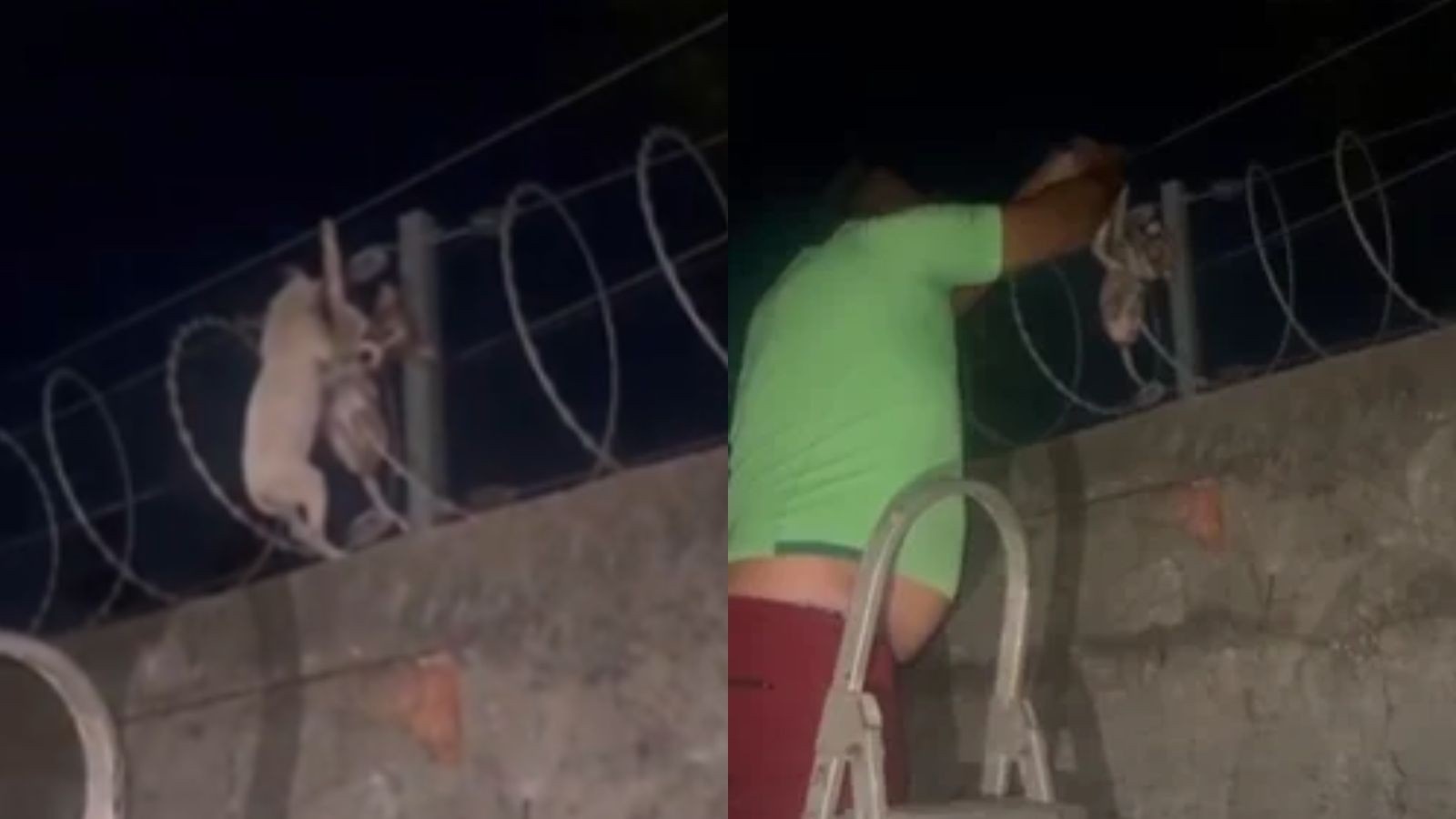 Após resgatar filhotes em cerca, empresário busca câmeras para identificar possível autor de abandono