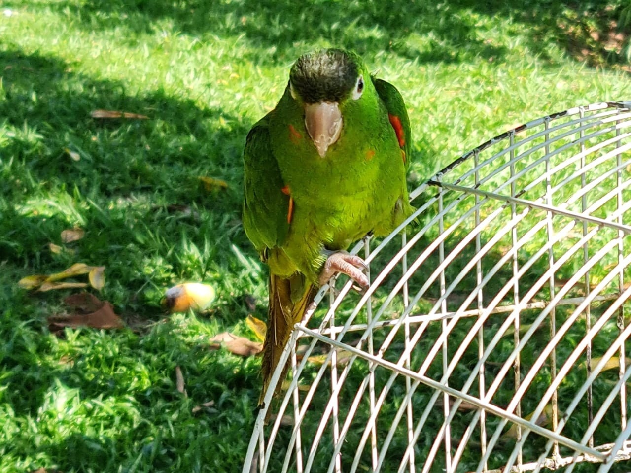 Amazonas: A Continuidade do Cativeiro Ilegal de Animais Silvestres e seus Efeitos Latentes