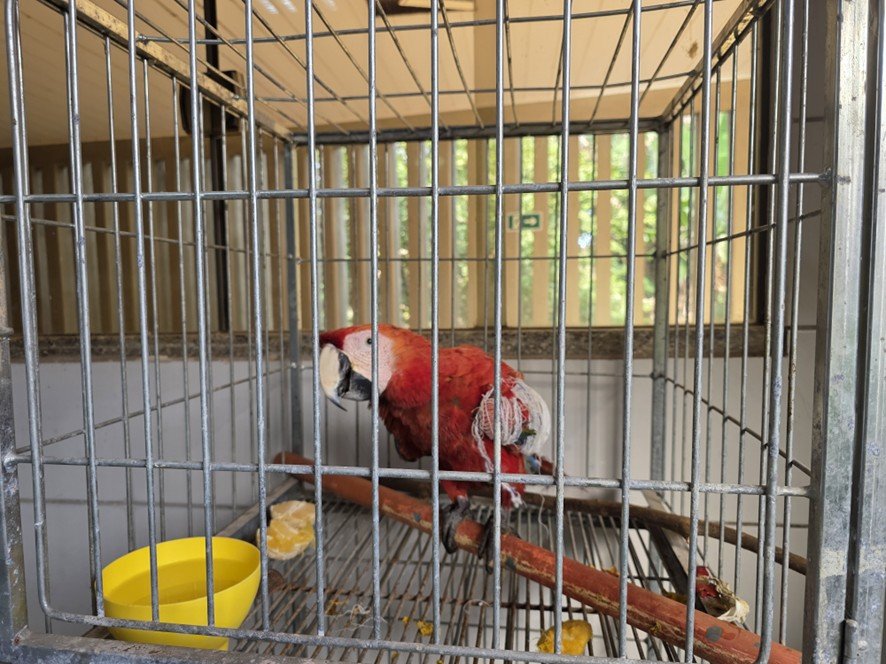 Arara vermelha é resgatada ferida na BR-364 em RO