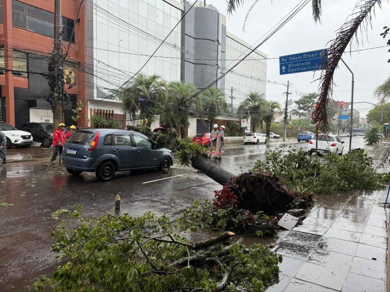 Queda de Árvore em Porto Alegre: O Impacto Oculto da Infraestrutura Verde em Risco