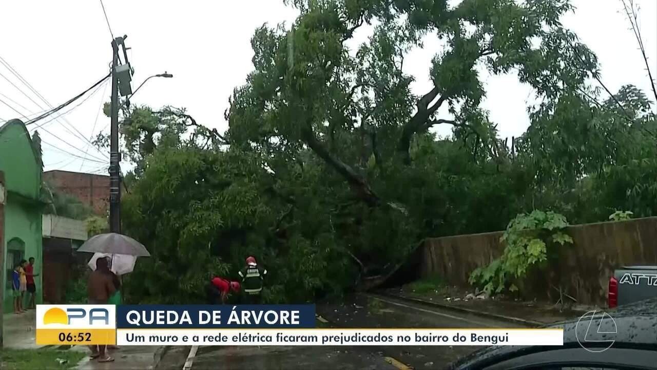 Árvore cai e atinge muro e fiação no bairro do Benguí, em Belém