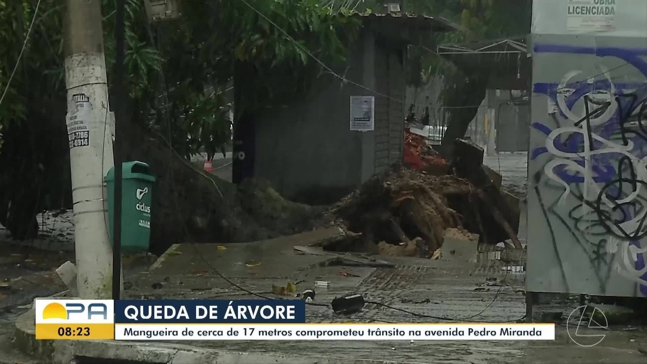 Belém Sob Água: Quedas de Árvores Exponem a Fragilidade da Infraestrutura Urbana Frente a Eventos Climáticos Extremos