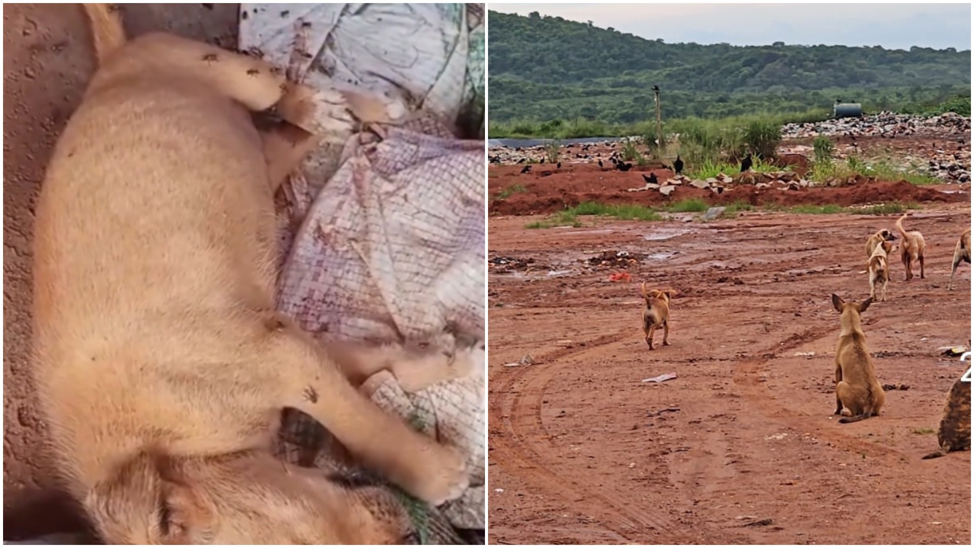 Abandono Animal em Baturité: O Espelho das Lacunas na Gestão Pública e Saúde Regional