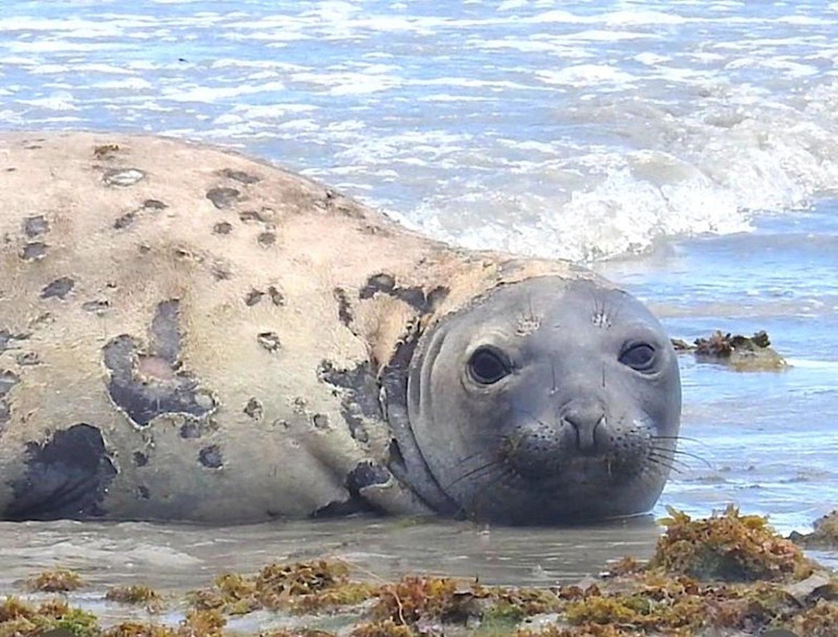 A Tragédia de Leôncio e o Despertar da Governança Ambiental em Alagoas
