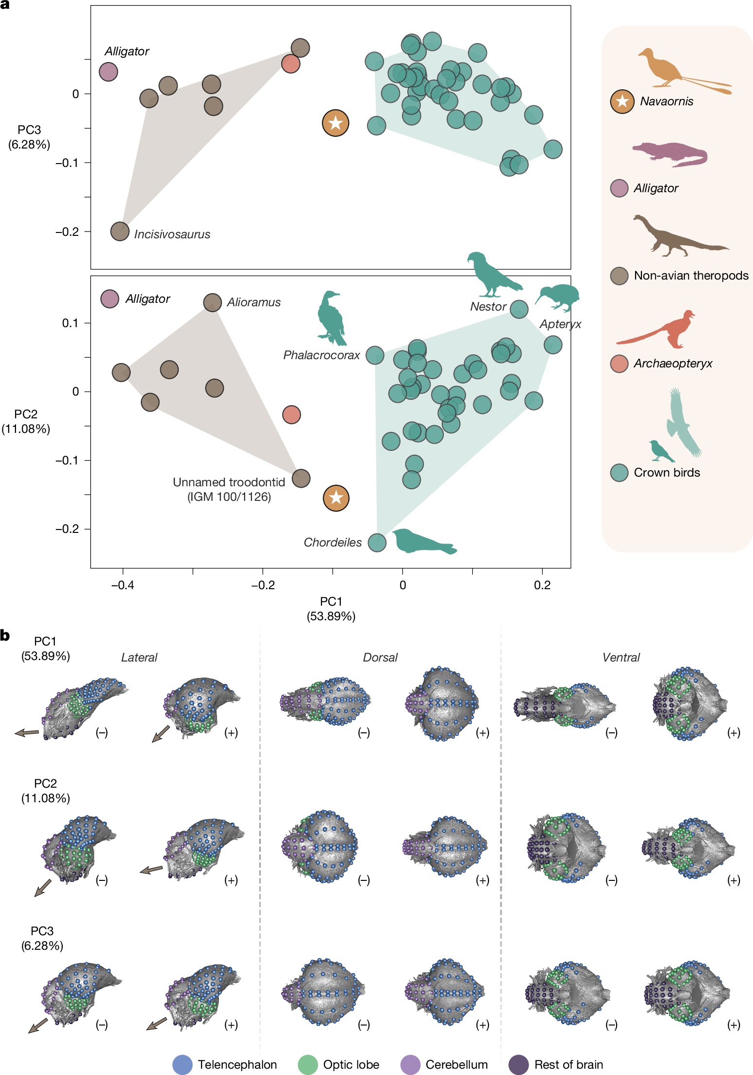 Revisão Detalhada Aprofunda Compreensão da Evolução Cerebral em Aves Cretáceas Brasileiras
