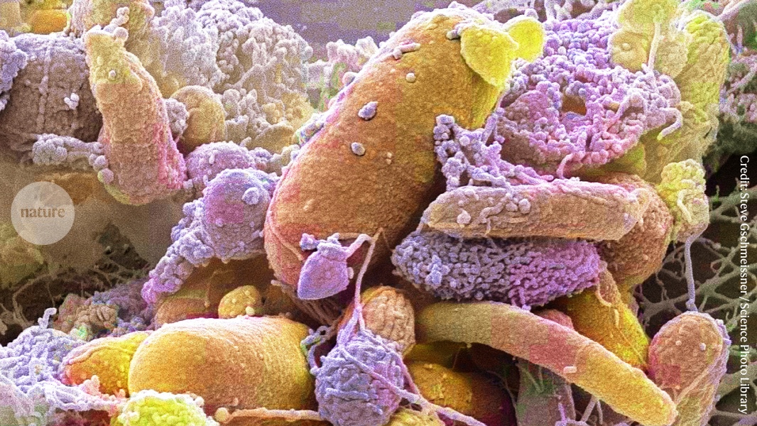 Insights Nutricionais Desvendam Como Hora e Origem Alimentar Redefinem Sua Saúde