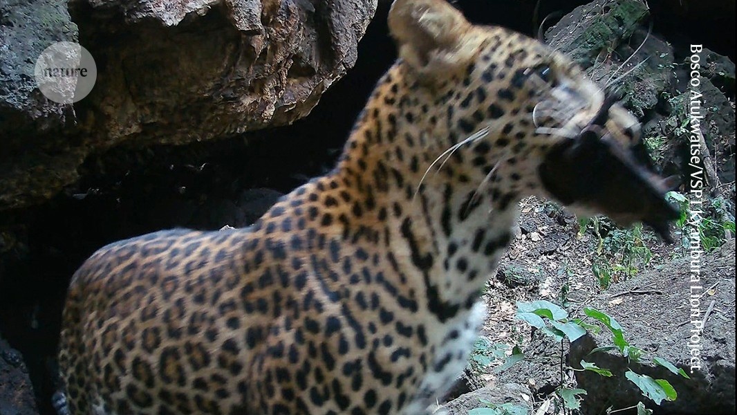 Câmeras Revelam elo Surpreendente na Transmissão de Vírus Mortais da Fauna para Humanos