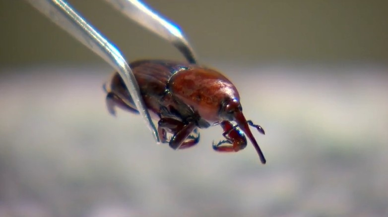 A Invasão do Bicudo-Vermelho: Um Alerta Econômico Para a Resiliência Agrícola Brasileira