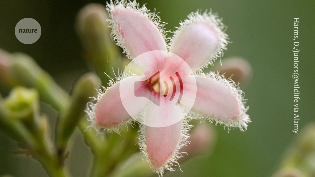 Revolução Biotecnológica: Desvendado o Segredo Vegetal do Antimalárico Essencial