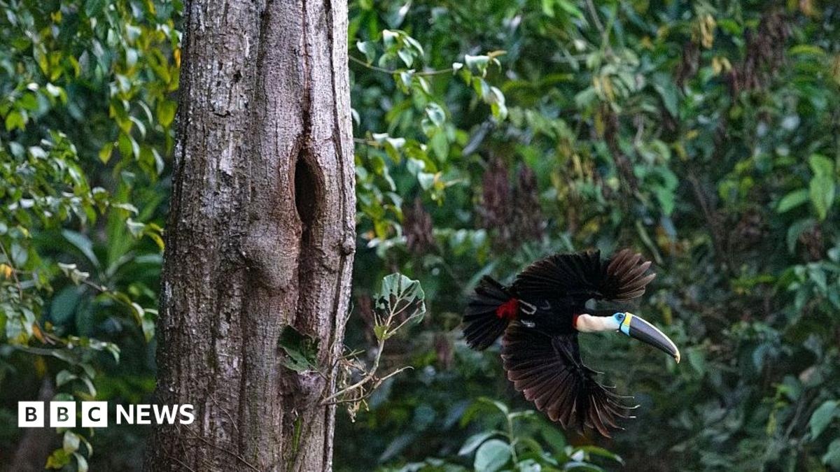 Políticas Diferentes Impactam Desmatamento na Amazônia