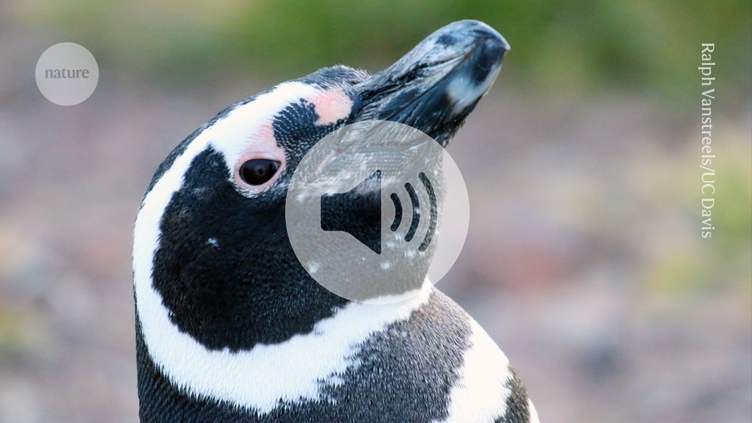 Pinguins Aquáticos Desvendam Poluição por PFAS: O Papel da Biomonitorização na Saúde Humana