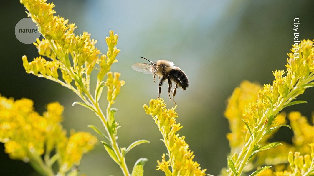 Bumblebees Adapt to Plastic: Uma Transformação na Interpretação de Material