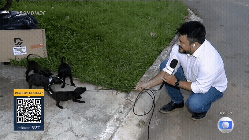 Abandono Animal no DF: Puppies que "Invadiram" a TV Revelam Desafios Sociais e Oportunidades Comunitárias