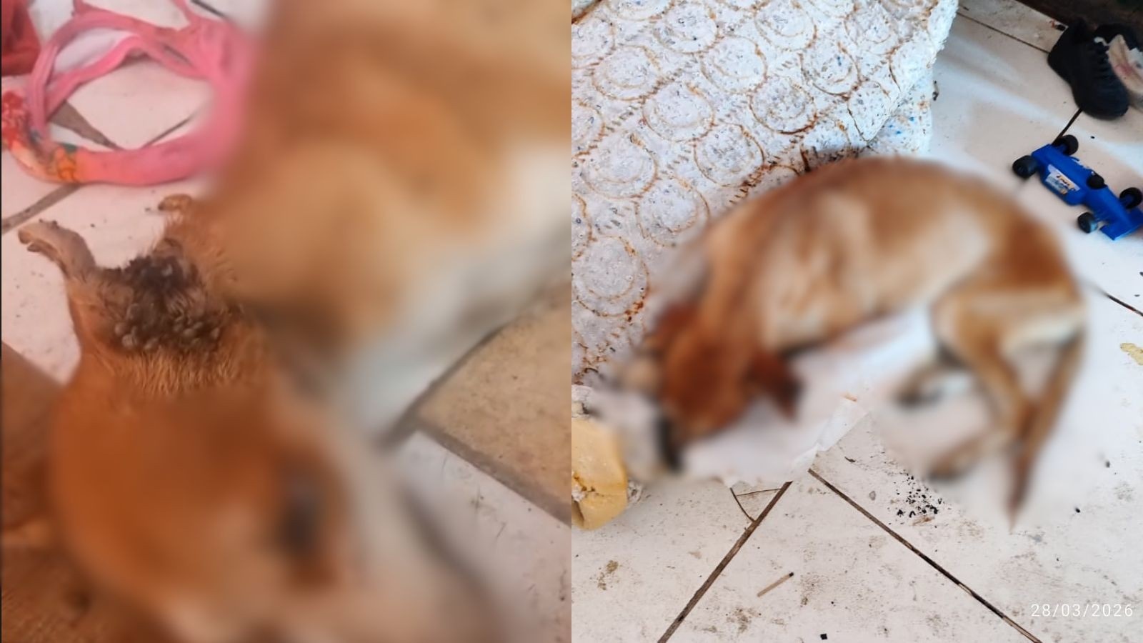 Abandono Animal em Parnaíba: Mais que um Óbito, um Alerta para a Saúde Pública e a Responsabilidade Social