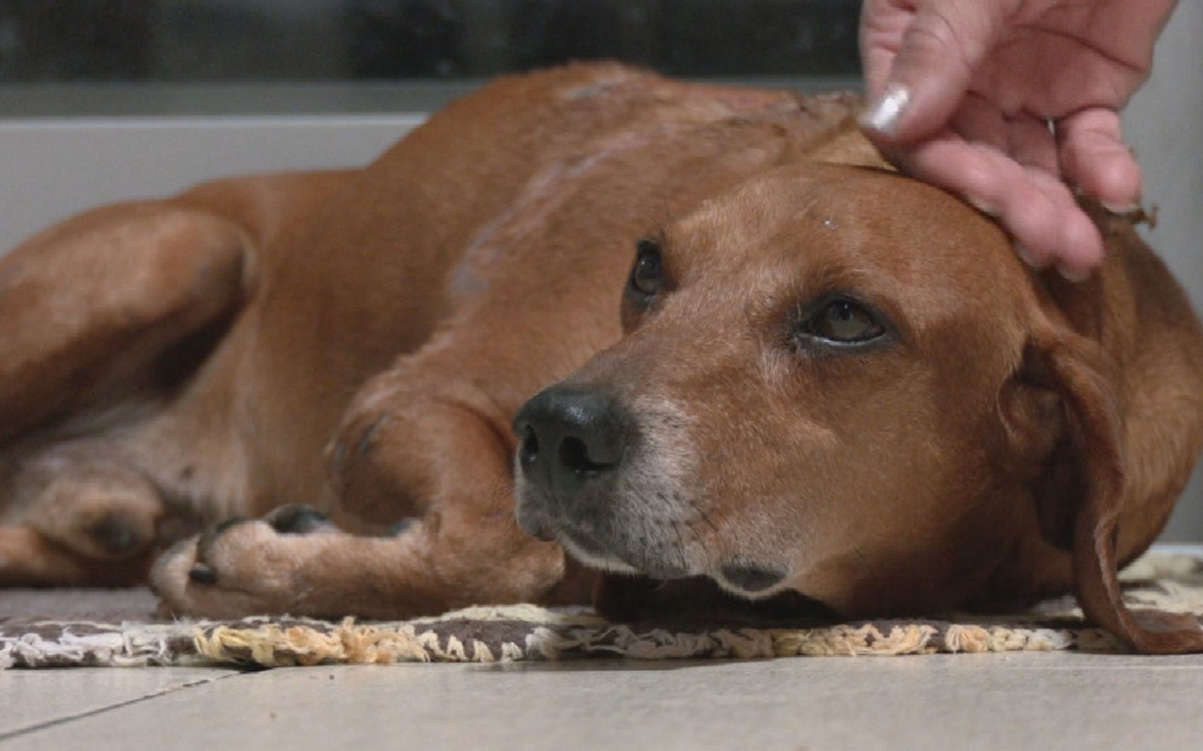 Ataque a Cão Comunitário em Goiânia: Radiografia de uma Crueldade e Suas Implicações Urbanas