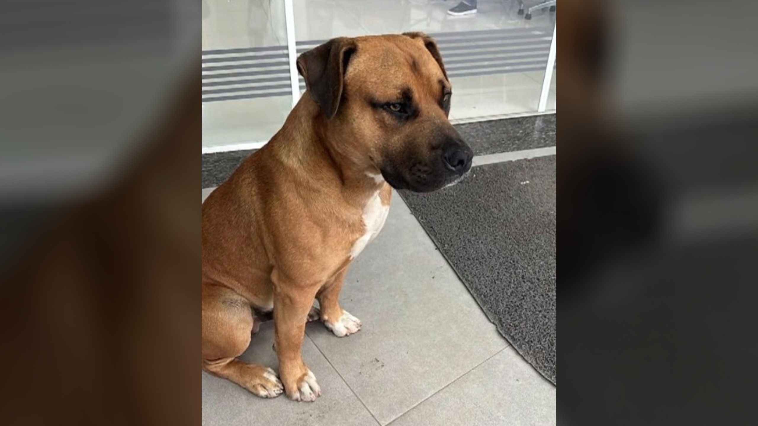 Cachorro comunitário morre após ser baleado por PM no Paraná