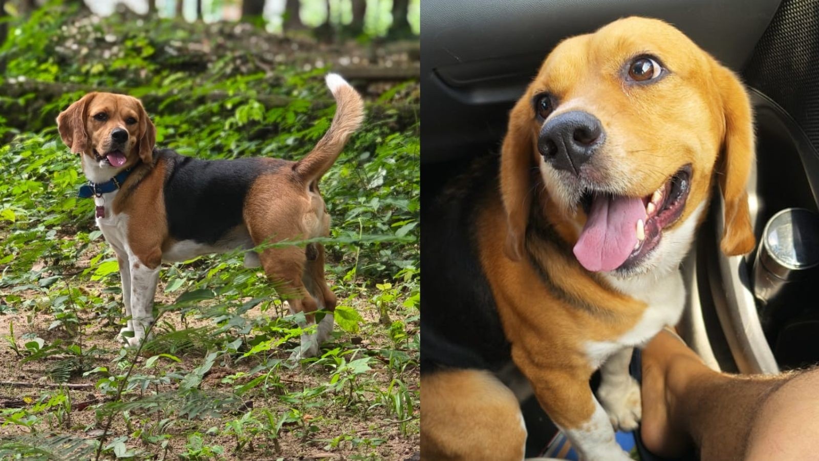 Desaparecimento de Pet em Teresina Ilumina Desafios da Segurança Urbana e Vínculos Afetivos