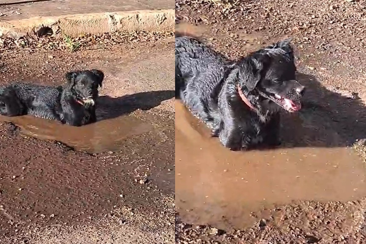 Buraco em Campo Grande: A Imagem do Cão e o Desafio Crônico da Infraestrutura Urbana