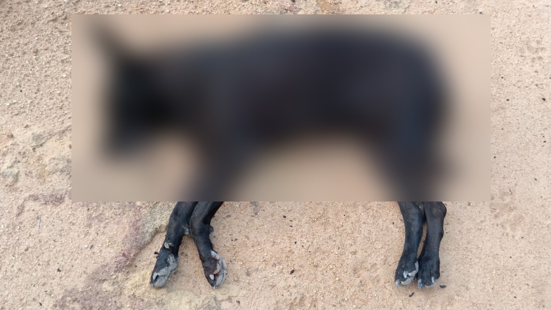 O Assassinato de Pretinha em Pancas: Um Alerta Sobre Agressão e Convivência em Cidades Regionais