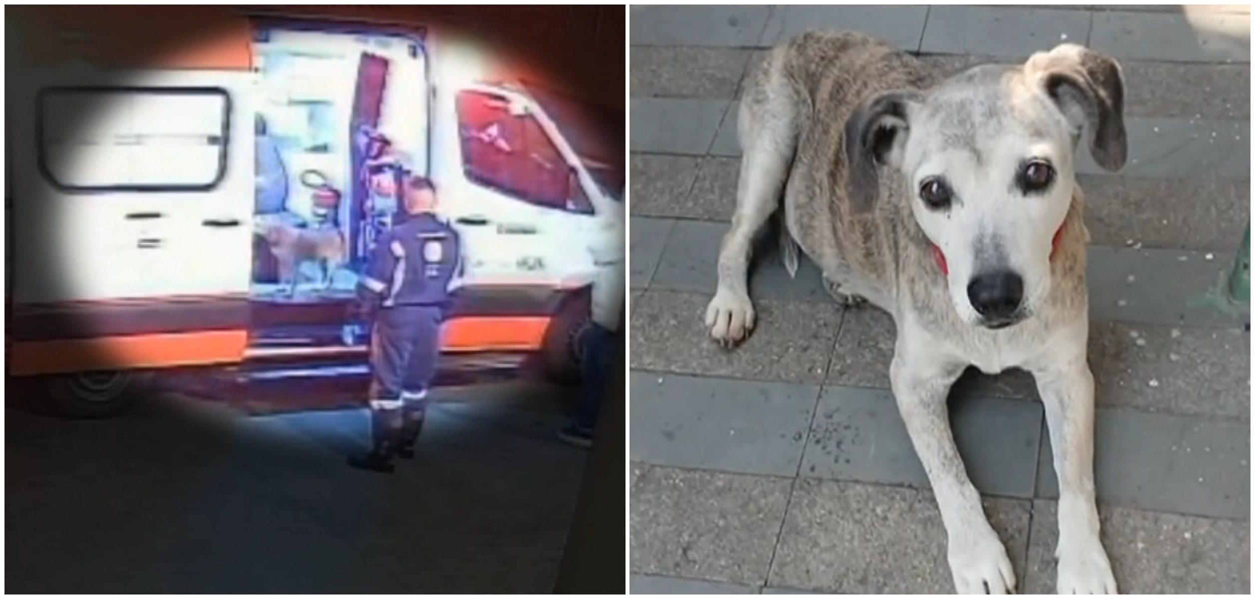 Cães desaparecem após atendimento Médico