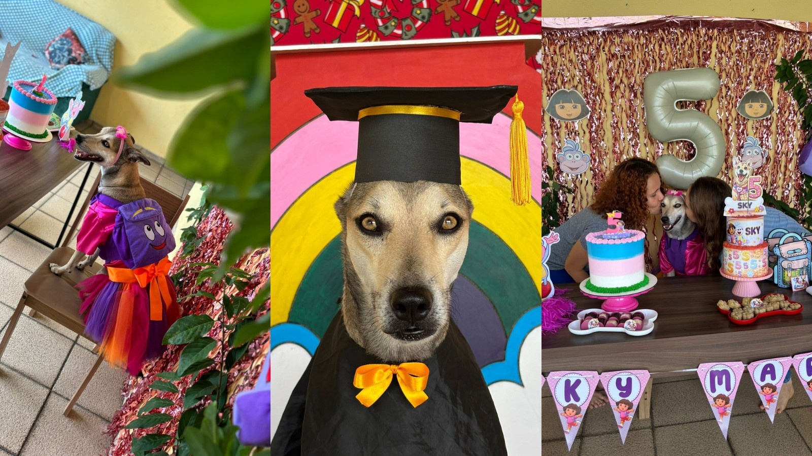 Sky, a Cadela Influenciadora do Piauí: Um Espelho da Transformação Social e Econômica do Universo Pet