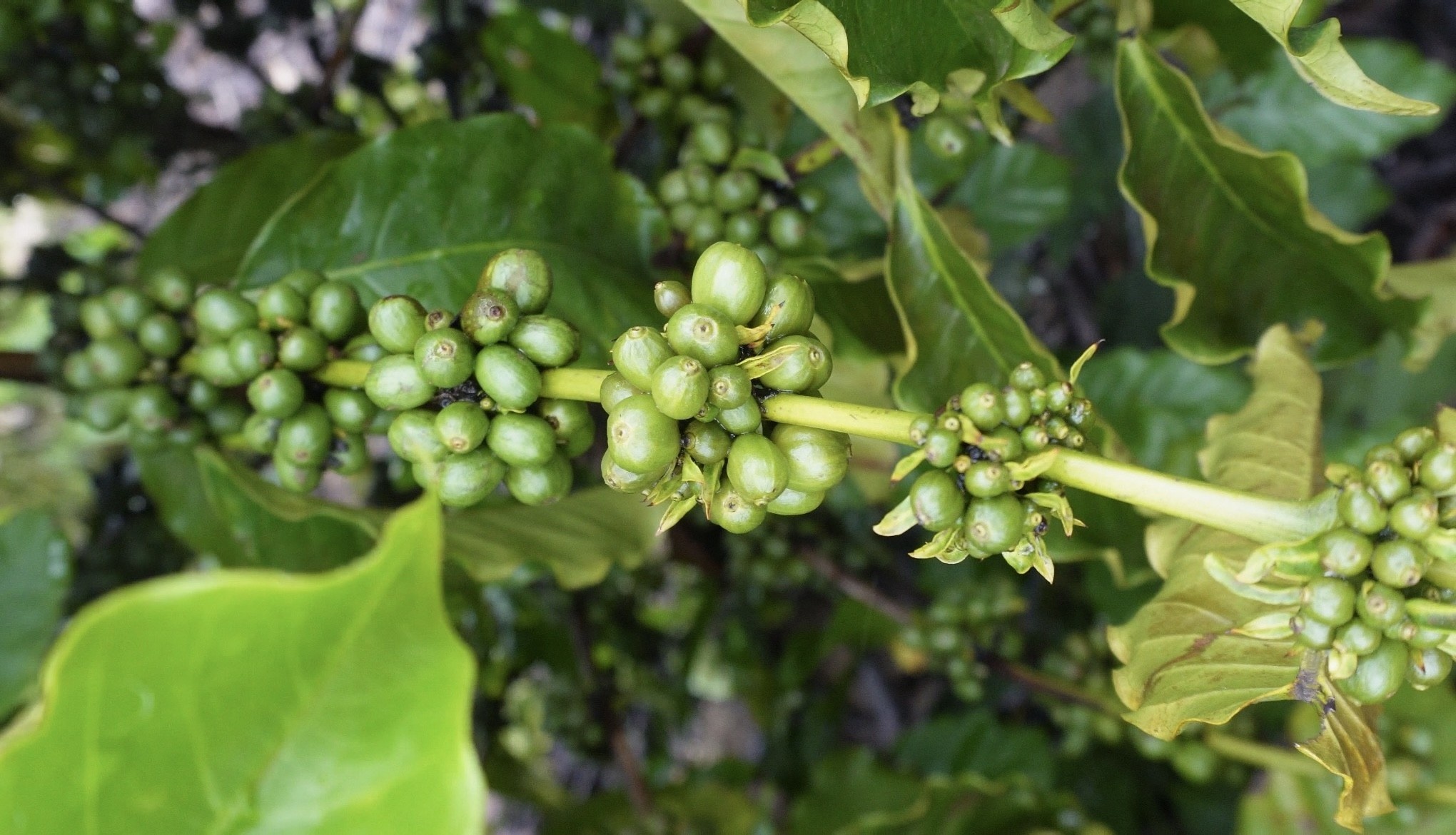 Roraima Desvenda Nova Fronteira da Cafeicultura Nacional com Estratégia de Entressafra