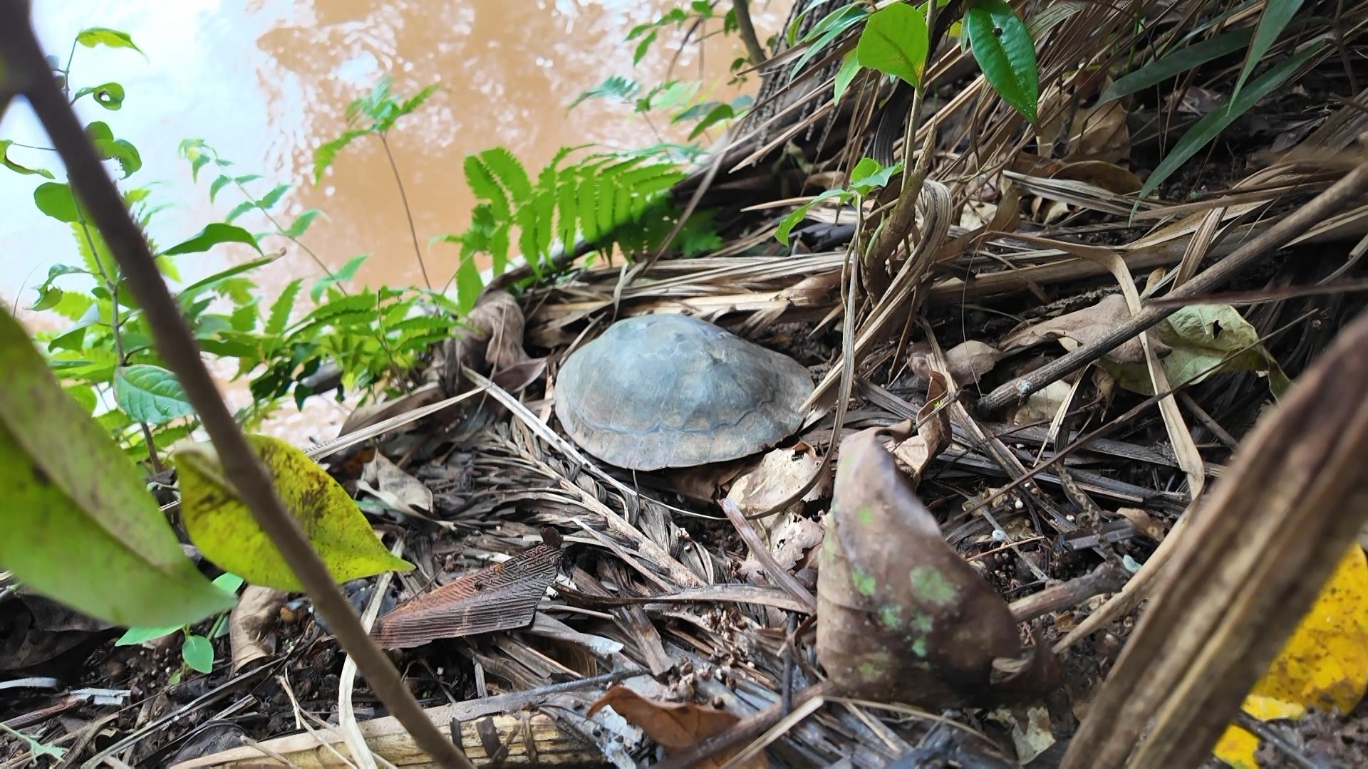 Contaminação em Cágados na Floresta de Pacotuba Alerta para Riscos Ambientais e de Saúde no Espírito Santo