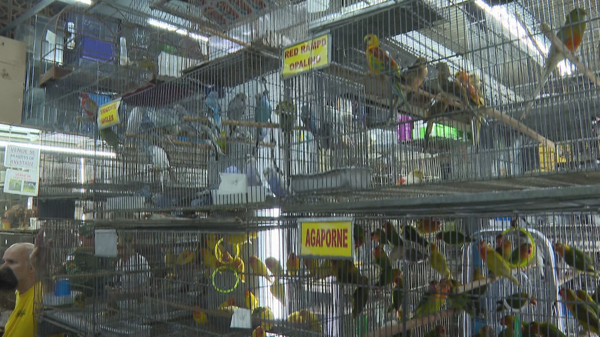 Belo Horizonte Redefine o Comércio de Animais: Análise Profunda da Proibição no Mercado Central e Seus Desdobramentos