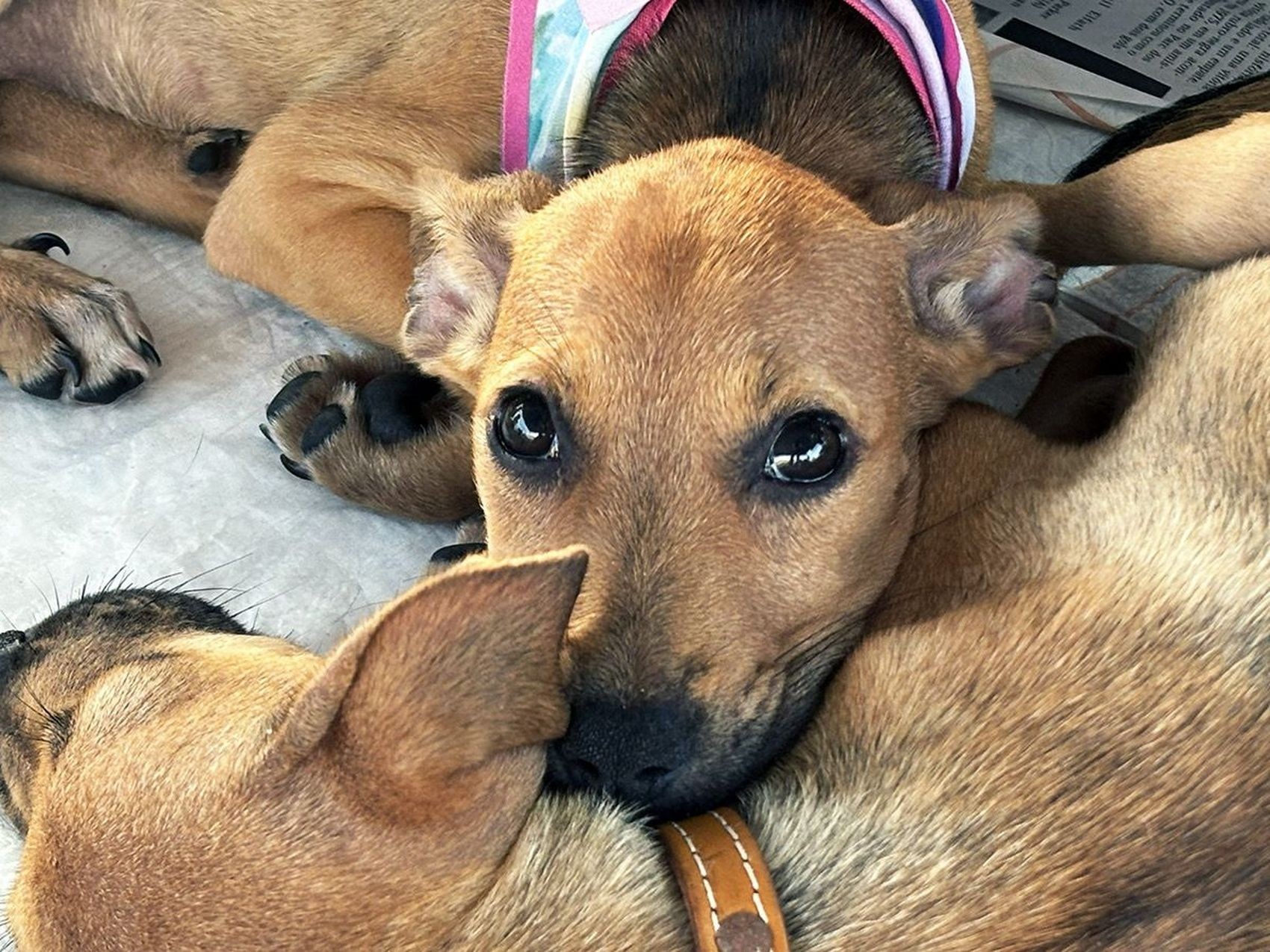 Aracaju em Foco: A Campanha Pet como Espelho da Saúde Pública e do Bem-Estar Urbano
