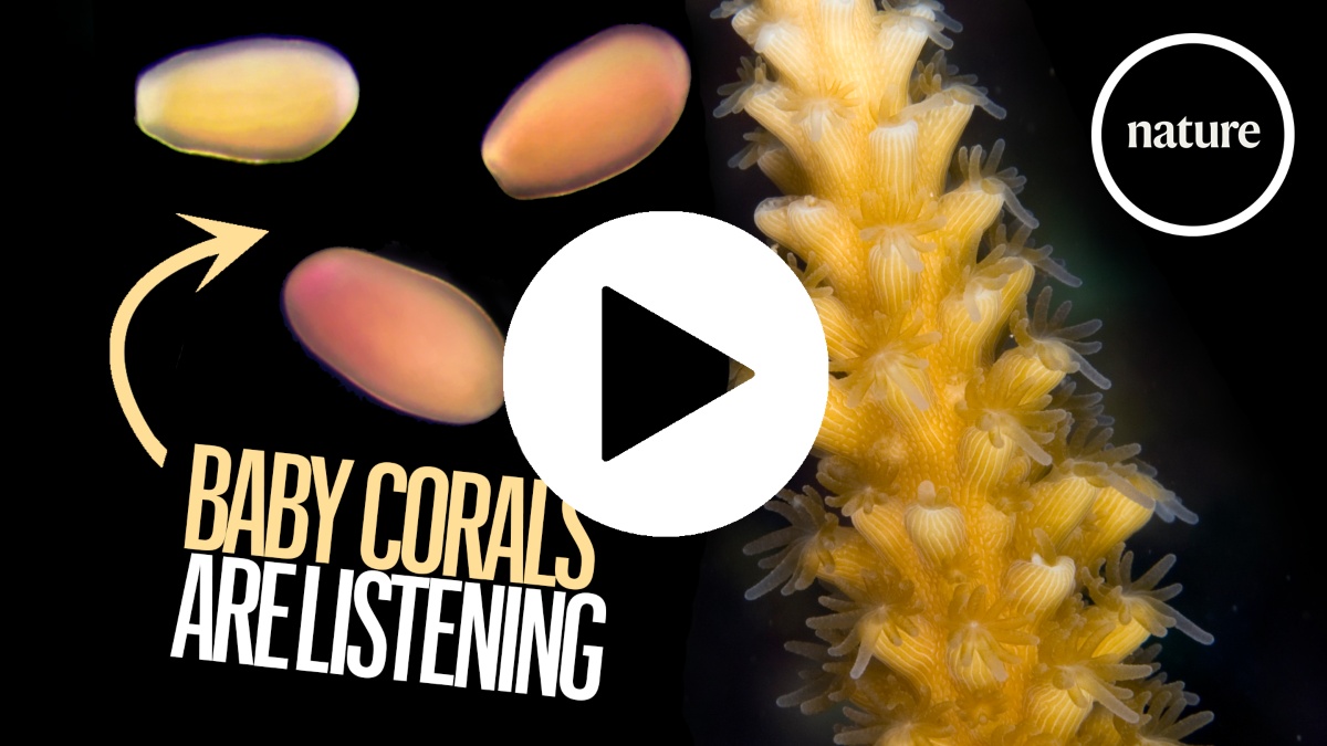 A super El Niño e a Busca por Soluções para coral reefs: Uso de Músicas e Bactérias para Salvar as Ecosistemas Marinhos