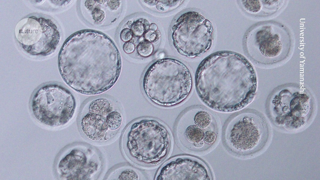 Atingido o Limite da Clonagem Serial: O Que Isso Significa para o Futuro da Genética?