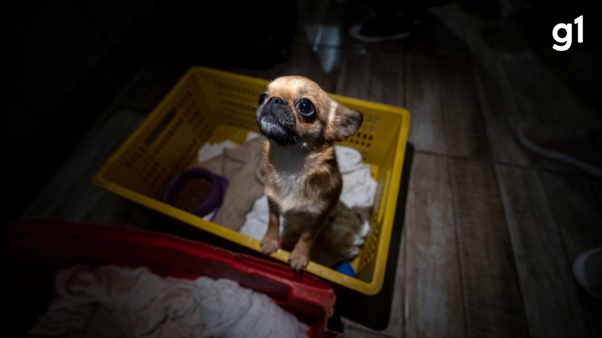 Operação em Canoas: O Enigma da Exploração Animal por Trás da Busca por Companhia