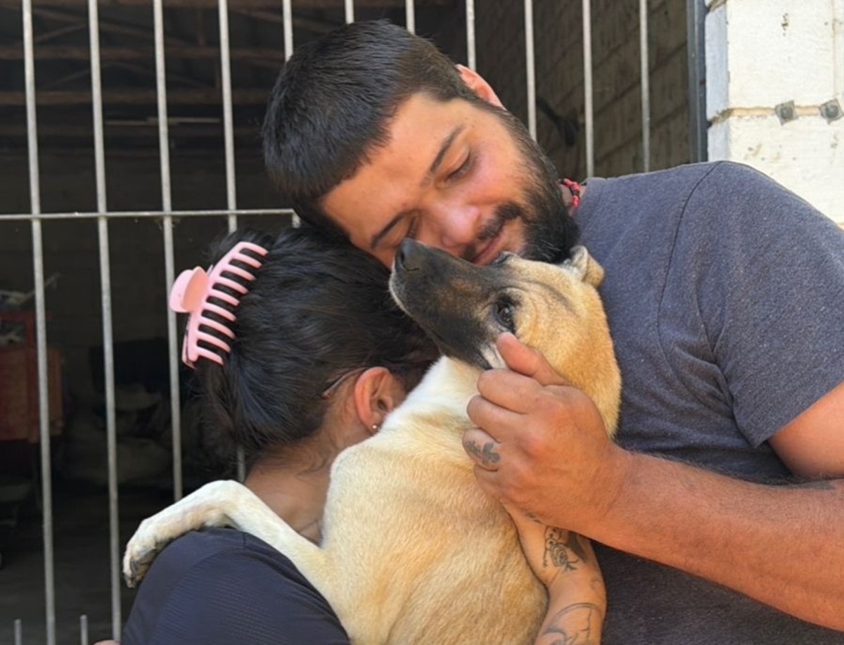 Reencontro Improvável: Onde a Emoção Encontra a Efetividade das Políticas de Bem-Estar Animal