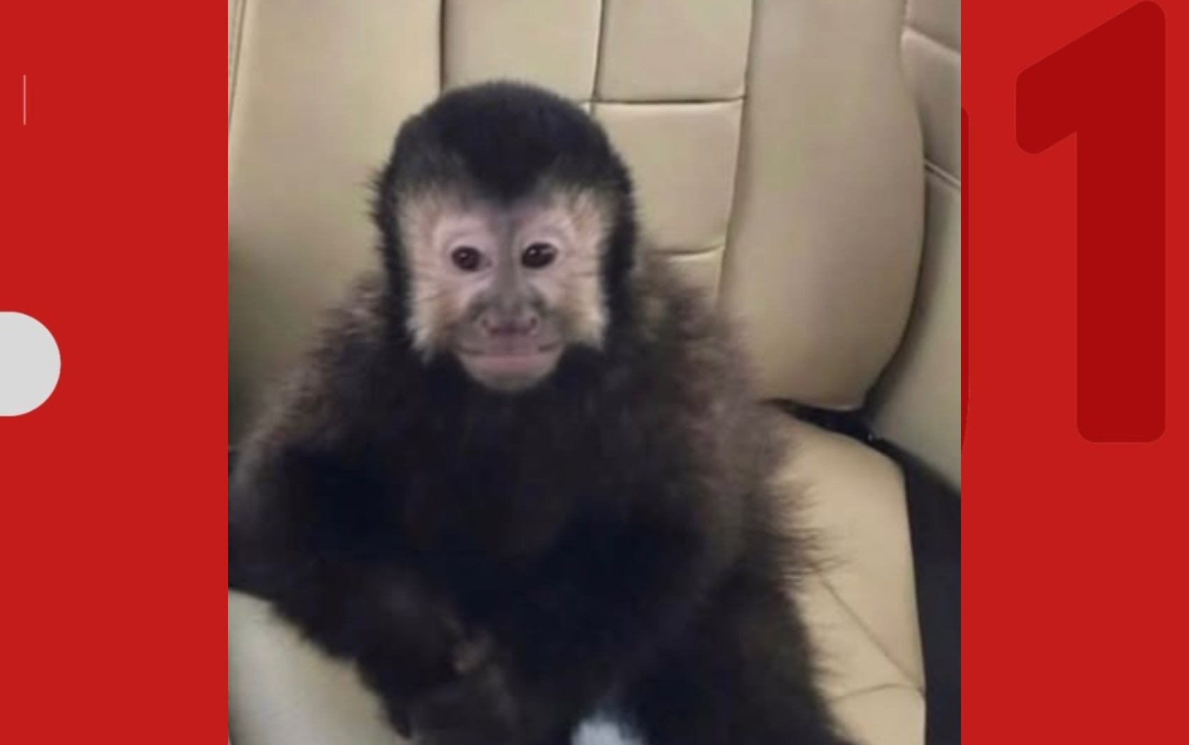 Captura de macaco-prego que invadiu casas na BA durou mais de três horas; polícia precisou de rede específica para conter animal