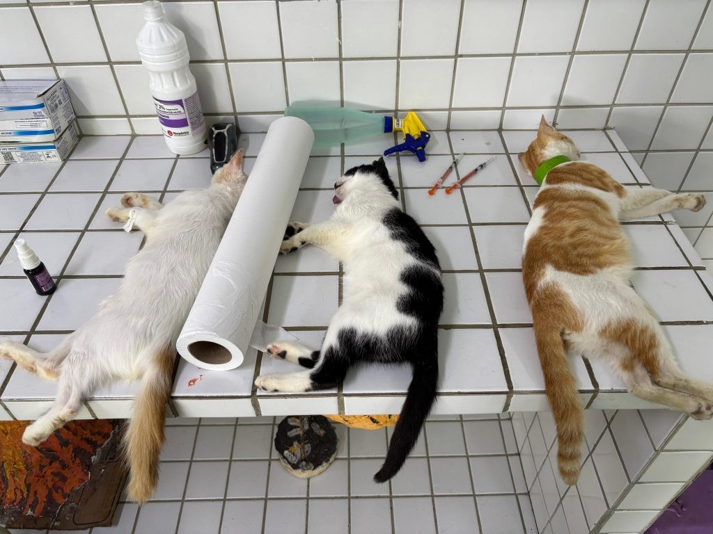 Juripiranga: Castração Clandestina Exibe Risco Implícito à Saúde Pública e Bem-Estar Animal na Paraíba