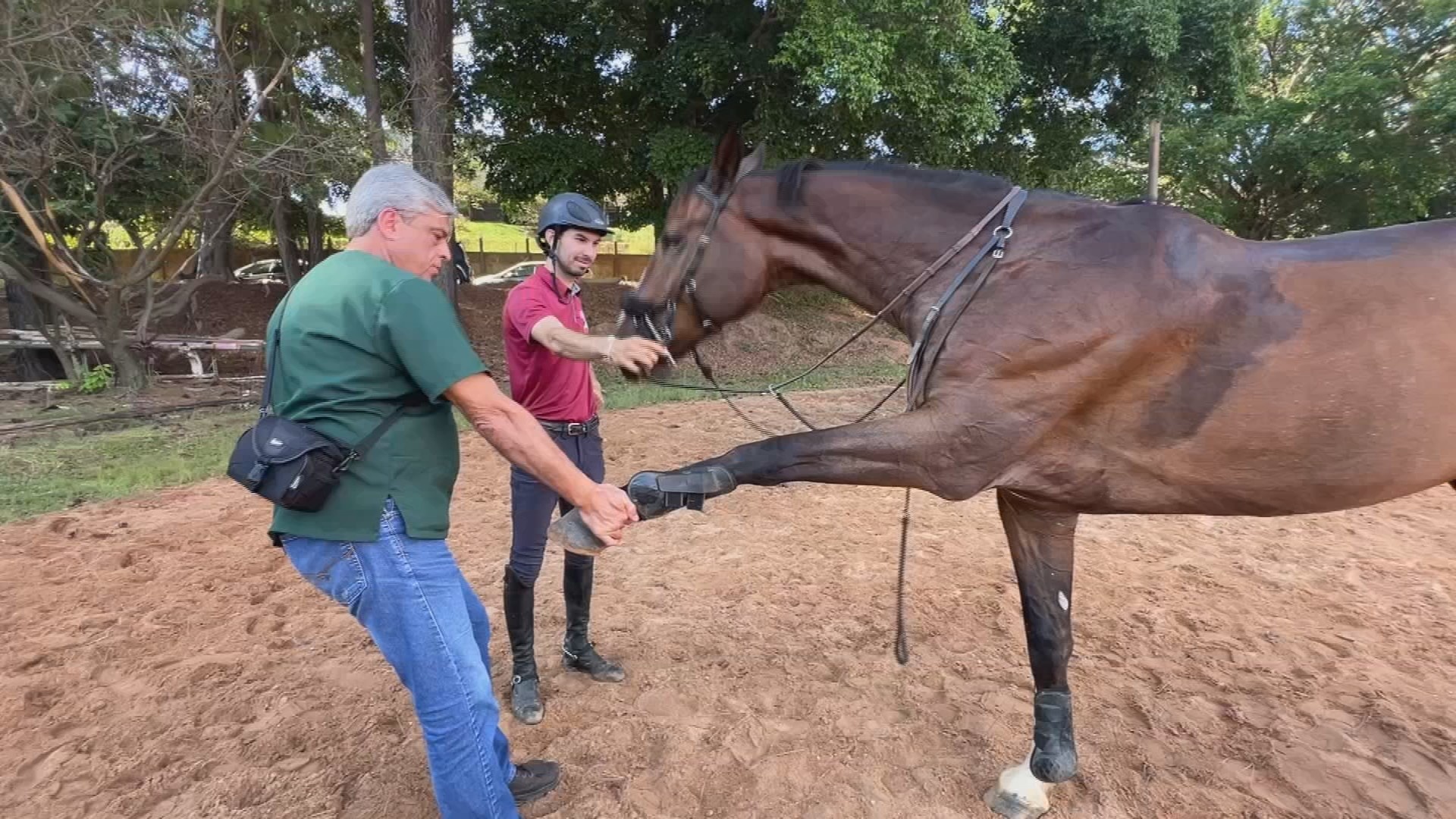 A Revolução Silenciosa da Medicina Equina: Como uma Cirurgia Inédita Reconfigura o Valor do Cavalo Atleta no Mercado Global