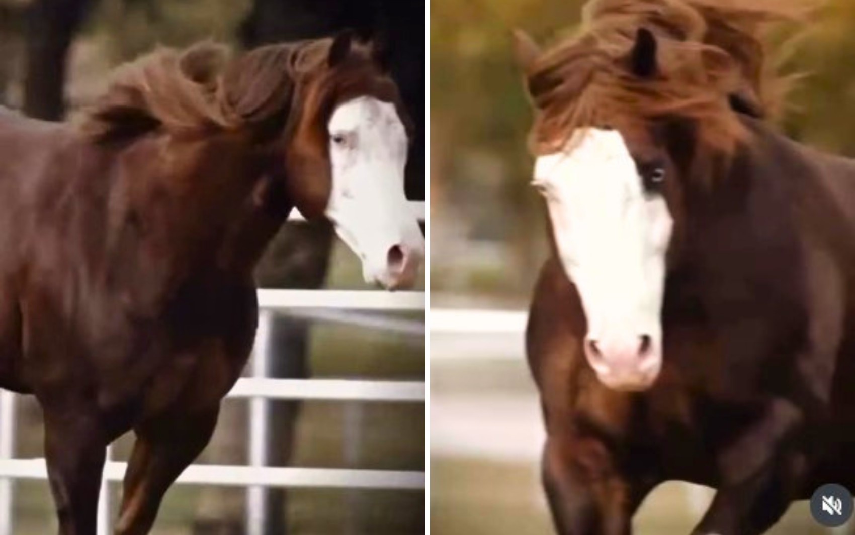 Cavalo Inferno Sixty Six: O Fenômeno de R$ 88 Milhões e o Novo Patamar do Agronegócio em Goiás