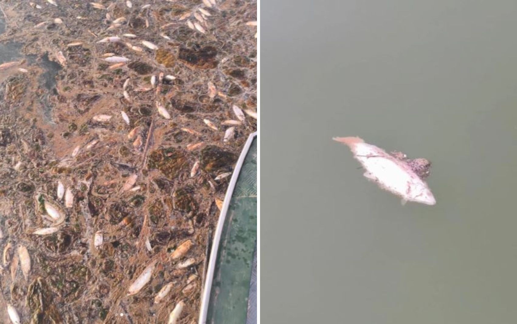 Lago Serra da Mesa: A Mortandade de Peixes e Seus Reflexos Além da Tragédia Ambiental em Niquelândia