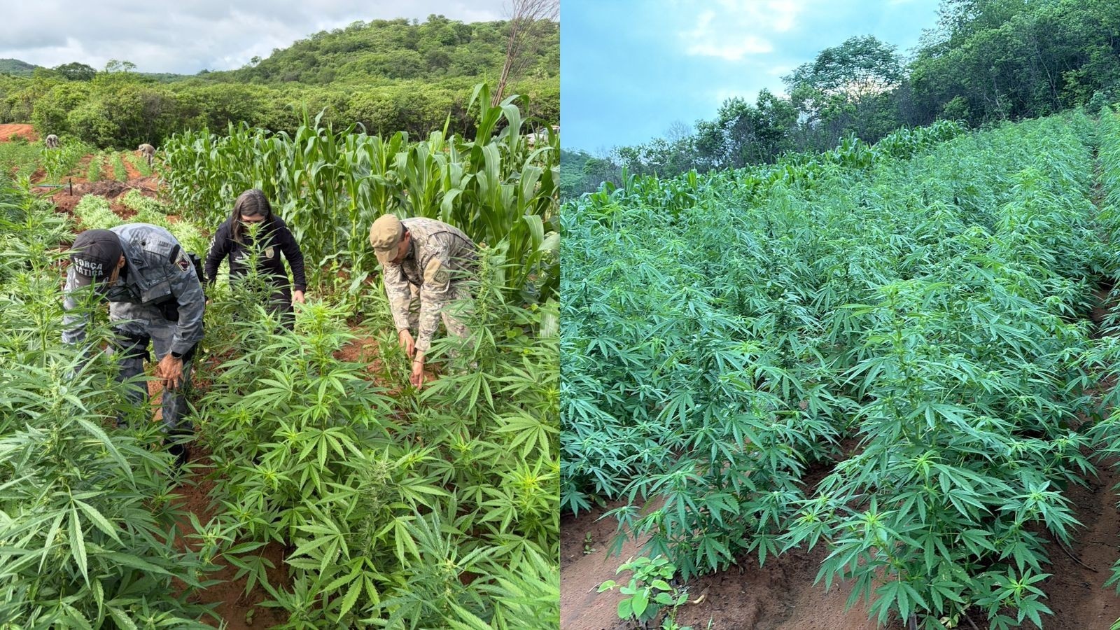 Maxiapreensão de Maconha em Vera Mendes: Além do Fato, o Impacto na Segurança e Economia Regional