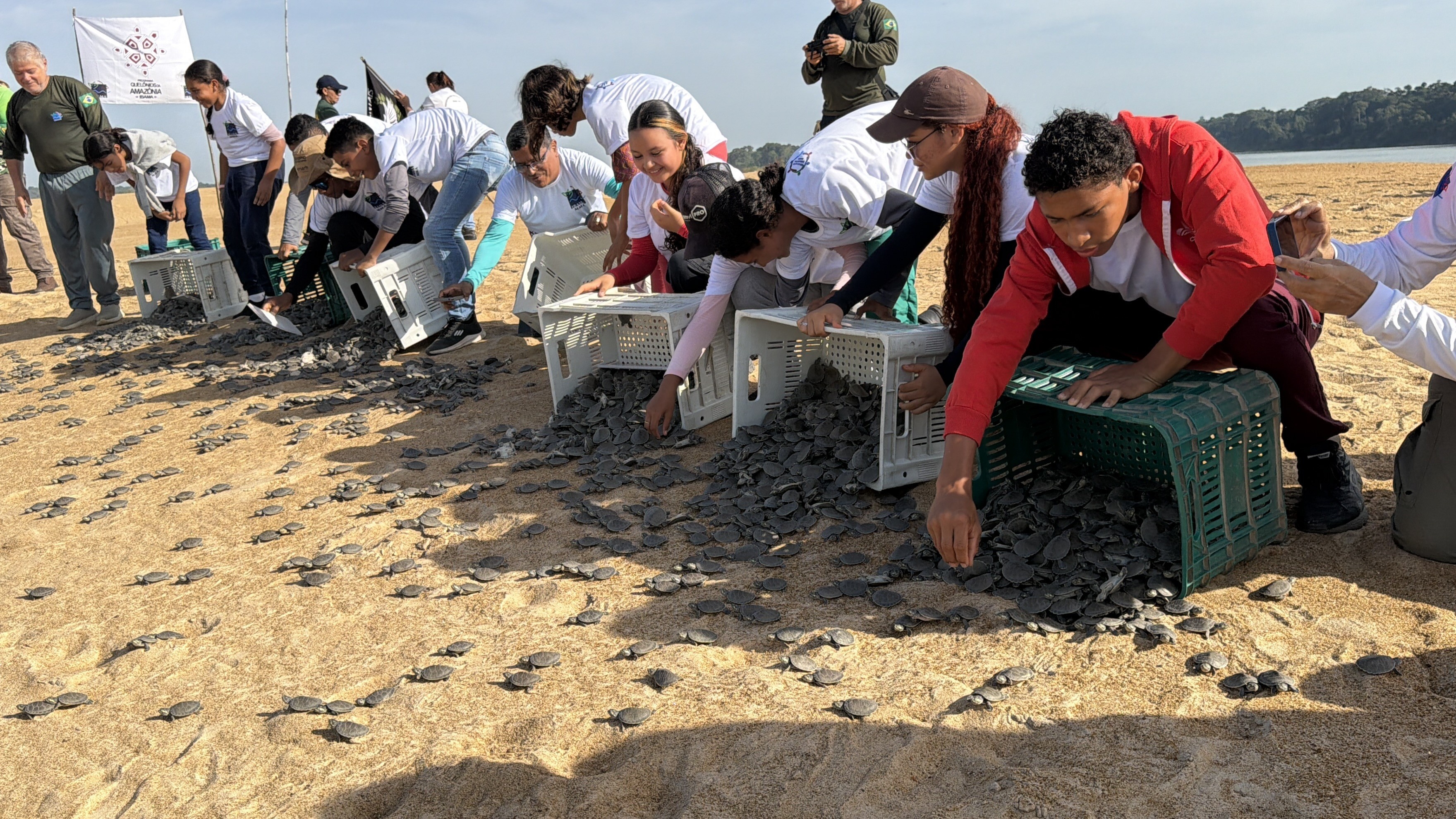 O Recorde de Nascimentos de Tartarugas-da-Amazônia em Roraima: Um Paradigma de Conservação e Impacto Regional