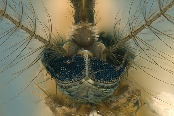 Redefinição Taxonômica de Mosquitos nas Américas: Implicações para a Saúde Pública e a Biodiversidade