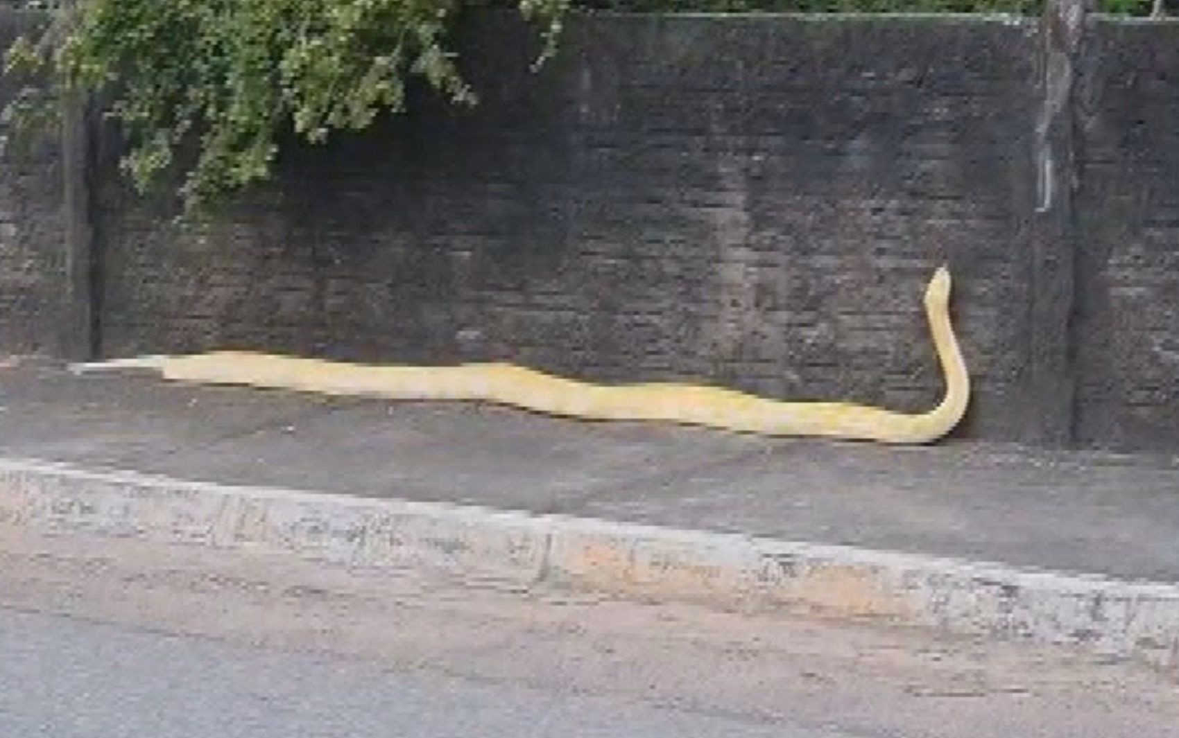 O Perigo Invisível: Apreensão de Píton em Aruanã Revela Fragilidades na Fiscalização Ambiental de Goiás