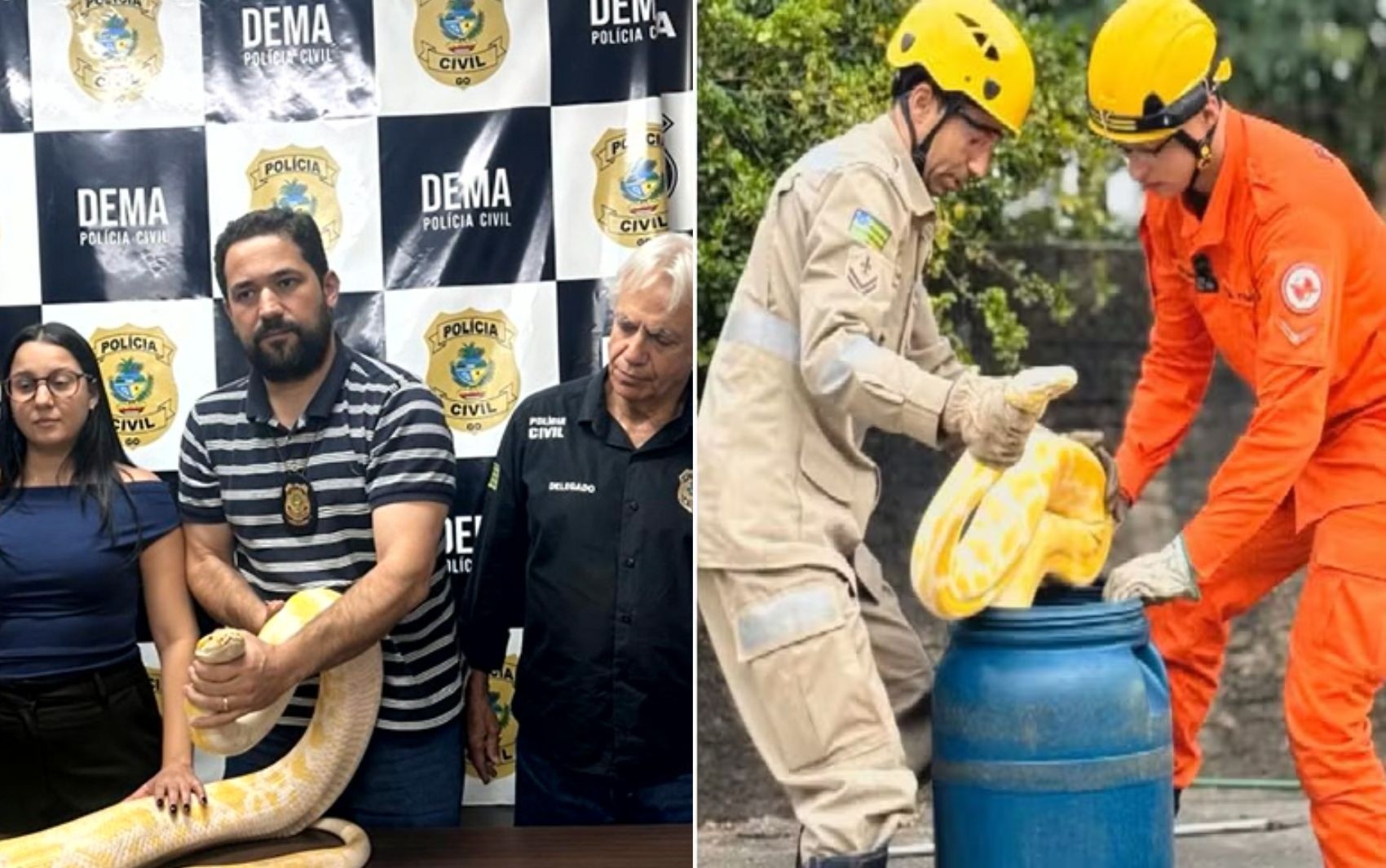 A Fuga da Píton Gigante em Aruanã: O Alerta Silencioso para o Tráfico de Animais Exóticos em Goiás